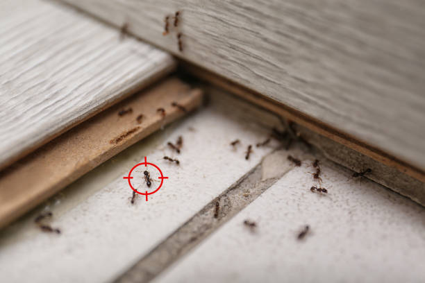 Vamo, FL Pest Control Company