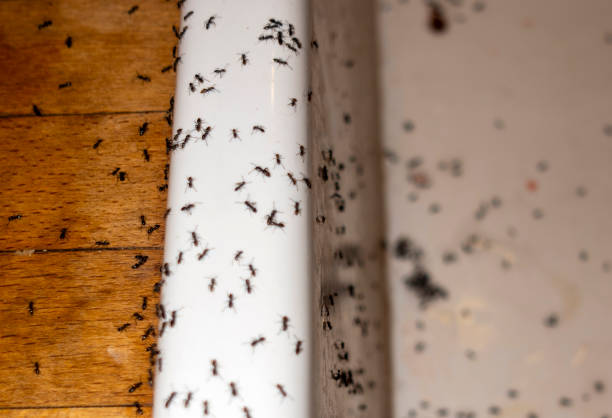 Best Rat Extermination Near Me  in Vamo, FL