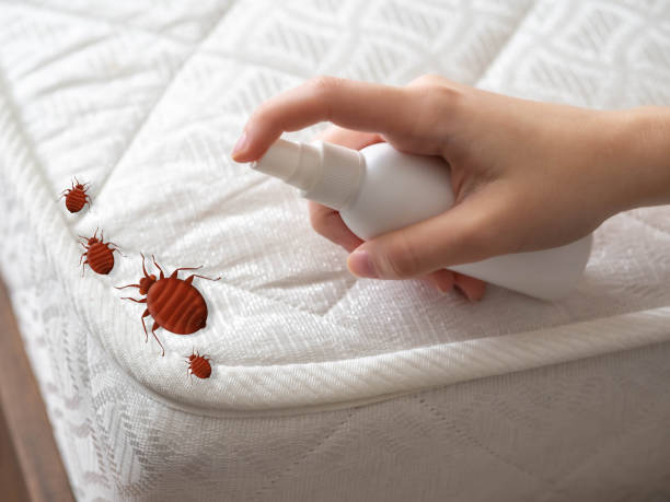 Best Emergency Pest Control  in Vamo, FL