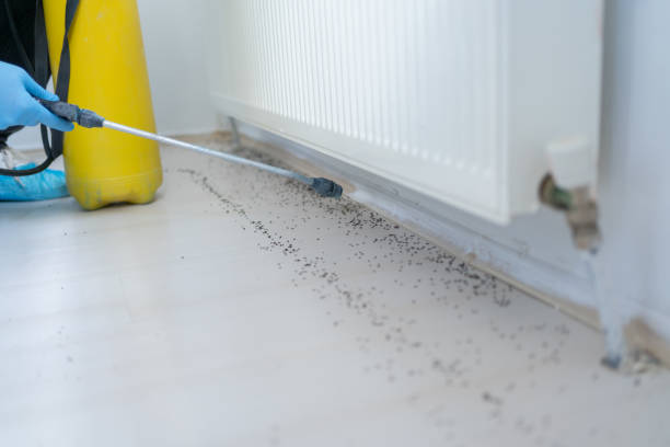 Best Pest Removal Services  in Vamo, FL