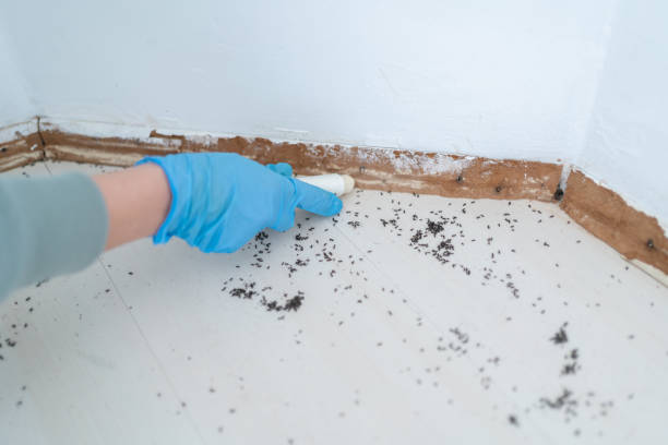 Best Local Pest Control Services  in Vamo, FL